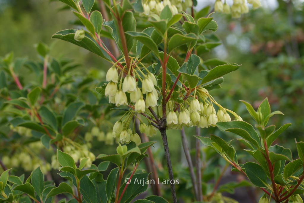 Enkianthus campanulatus ‚Sinsetu‘