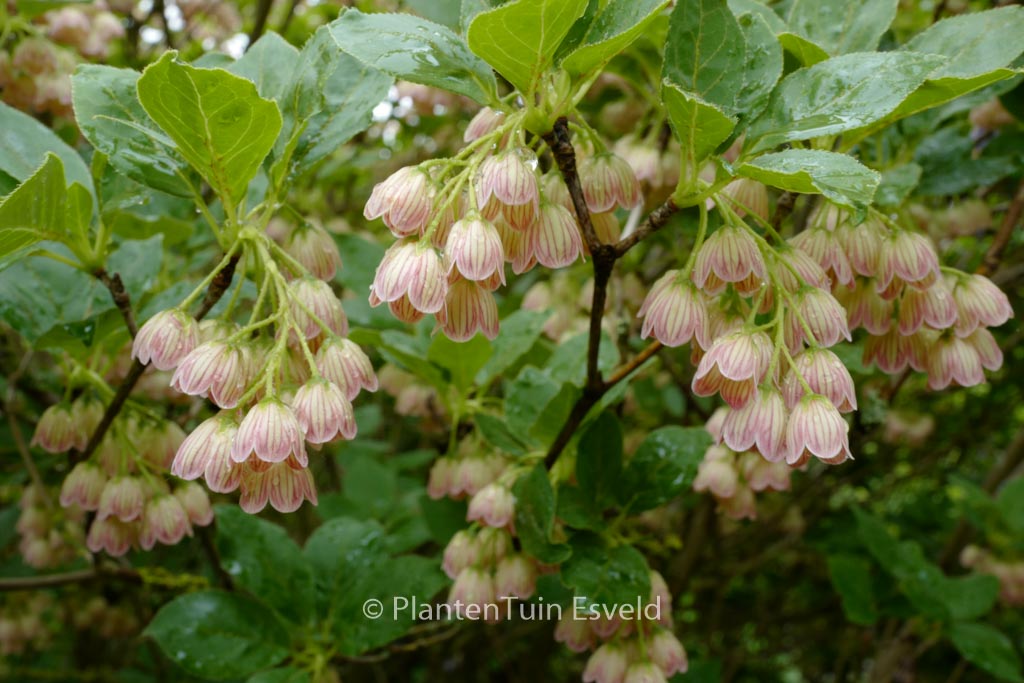 Enkianthus campanulatus ‚Venus‘
