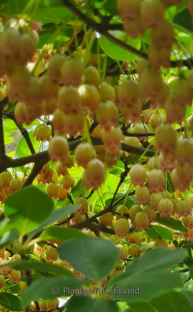 Enkianthus campanulatus ‚Vesta‘