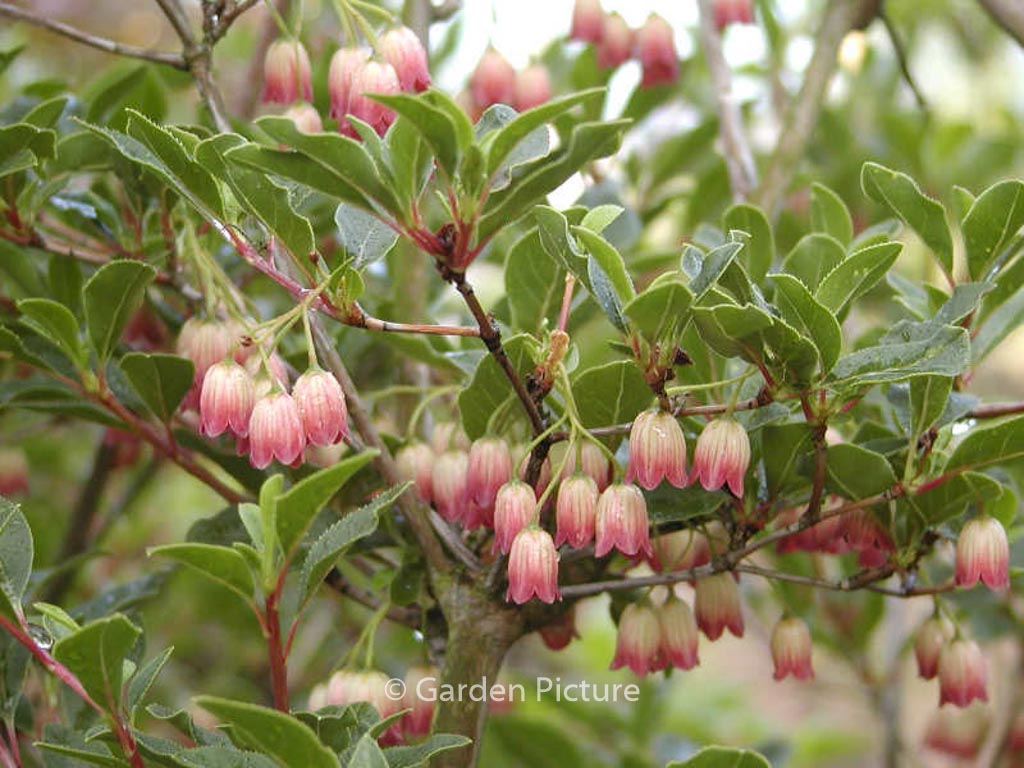 Enkianthus campanulatus ‚Victoria‘