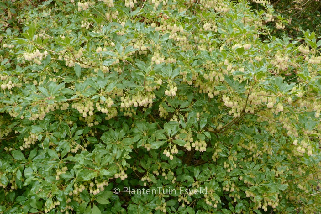 Enkianthus campanulatus ‚Wallaby‘