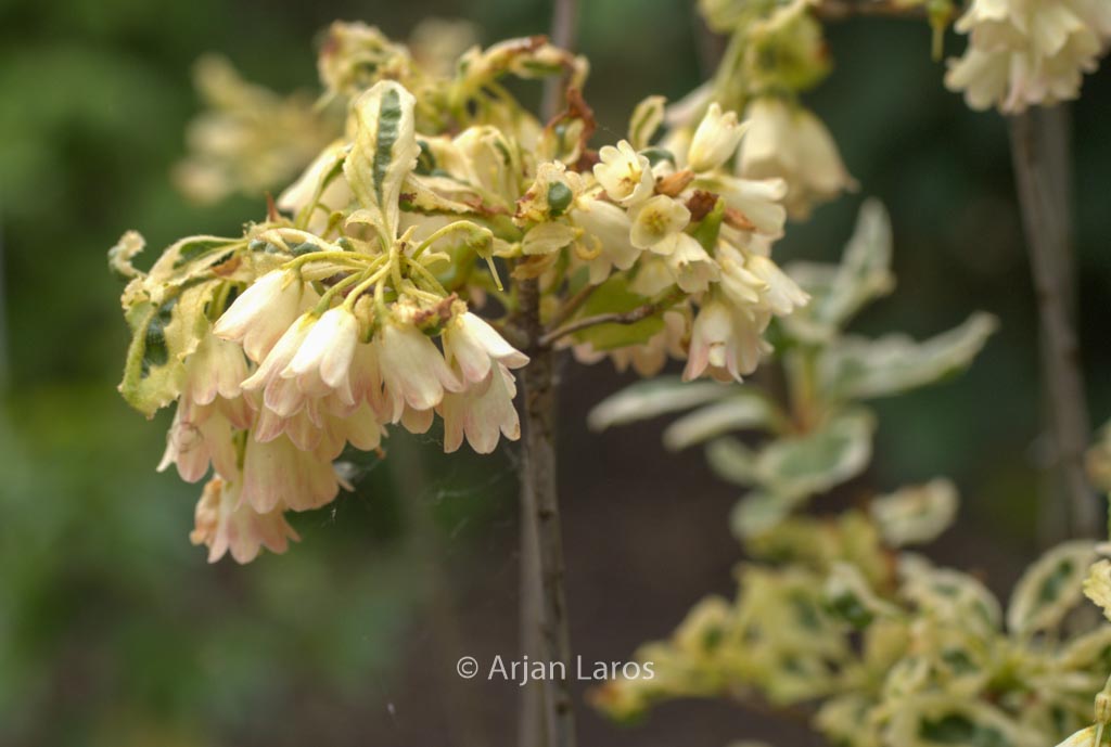 Enkianthus campanulatus ‚White Elegans‘