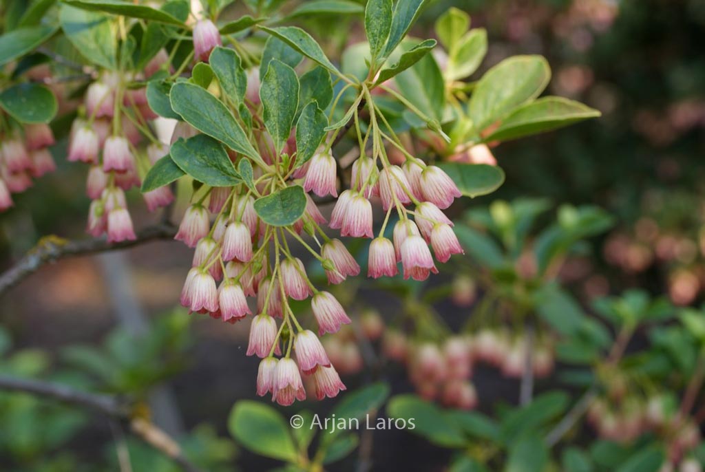 Enkianthus campanulatus sikokianus