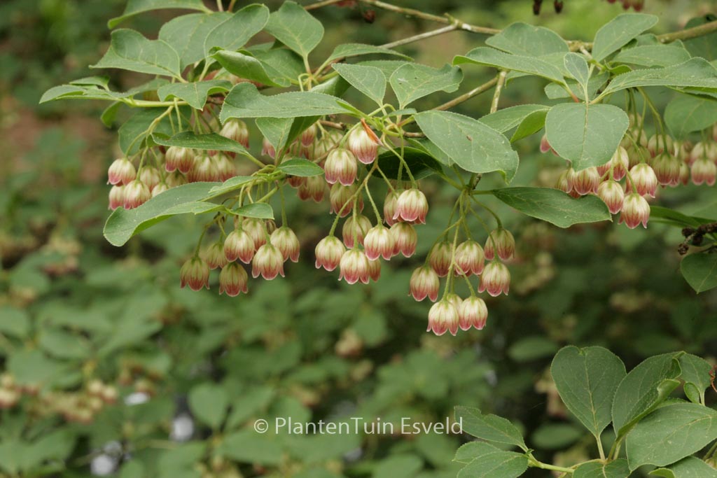 Enkianthus campanulatus