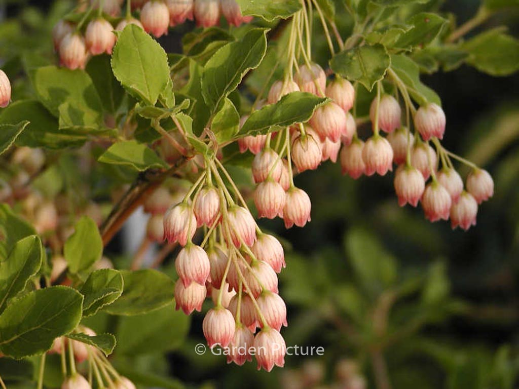Enkianthus chinensis