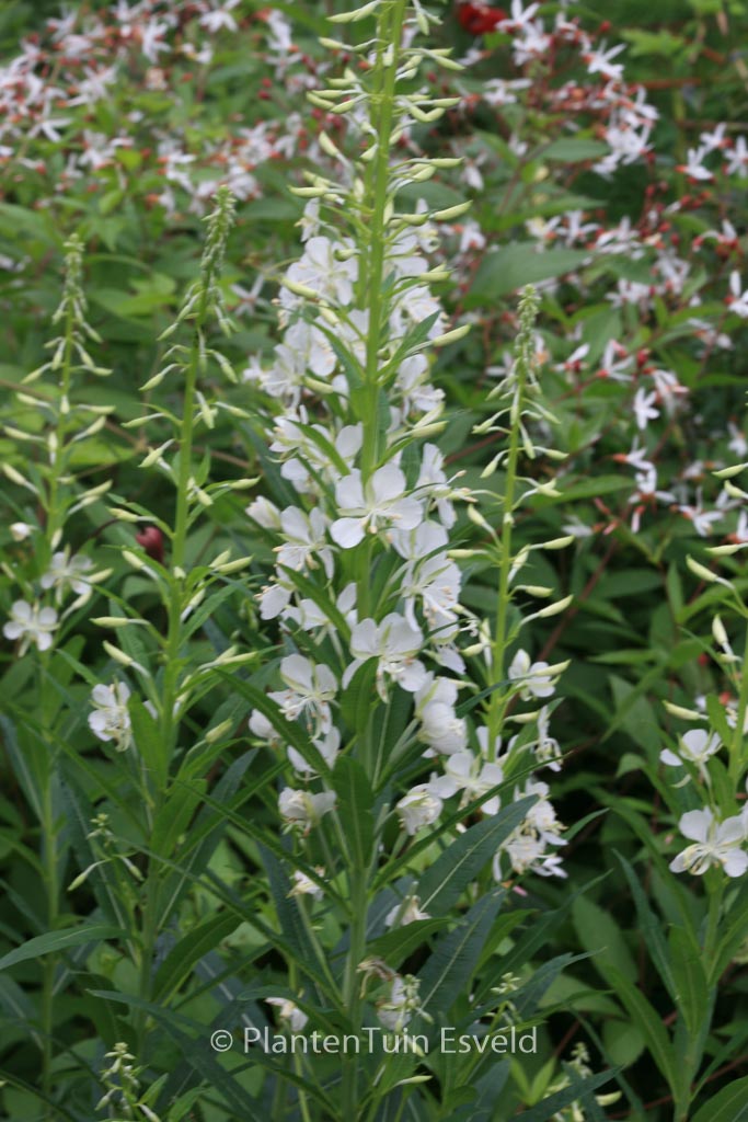 Epilobium angustifolium ‚Album‘