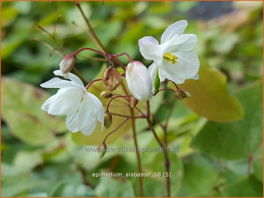 Epimedium ‚Alabaster‘