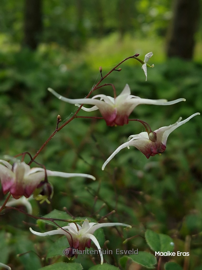 Epimedium ‚Domino‘