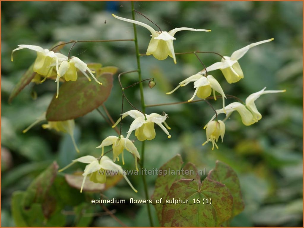 Epimedium ‚Flowers of Sulphur‘
