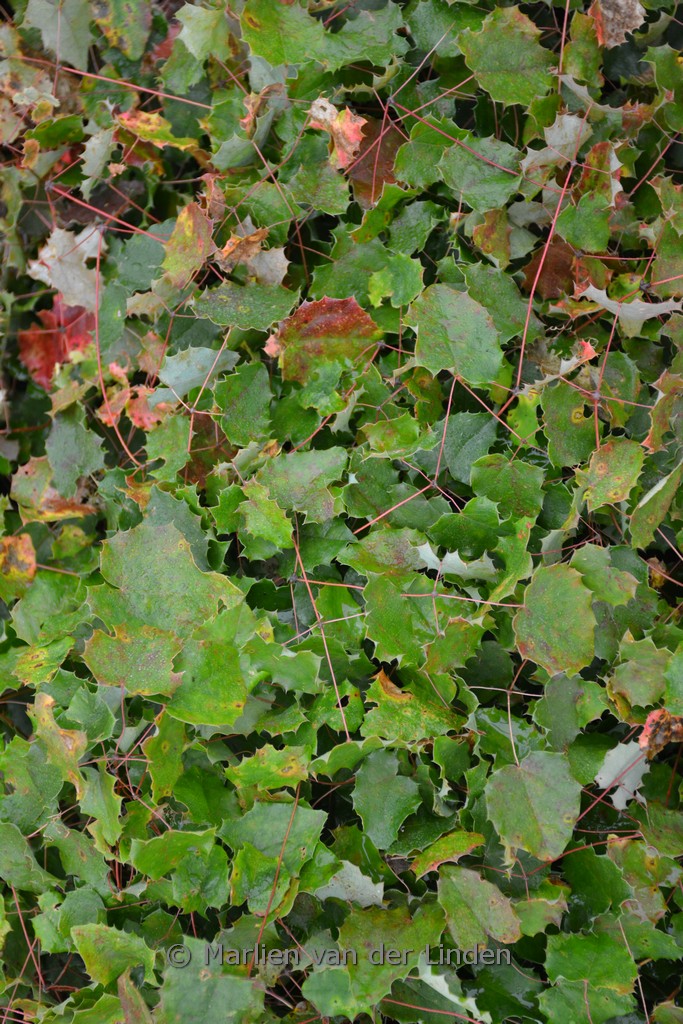 Epimedium ‚Lemon Zest‘