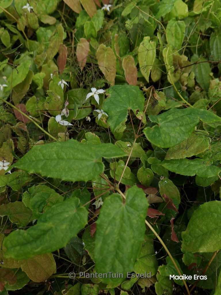 Epimedium ‚Mandarin Star‘