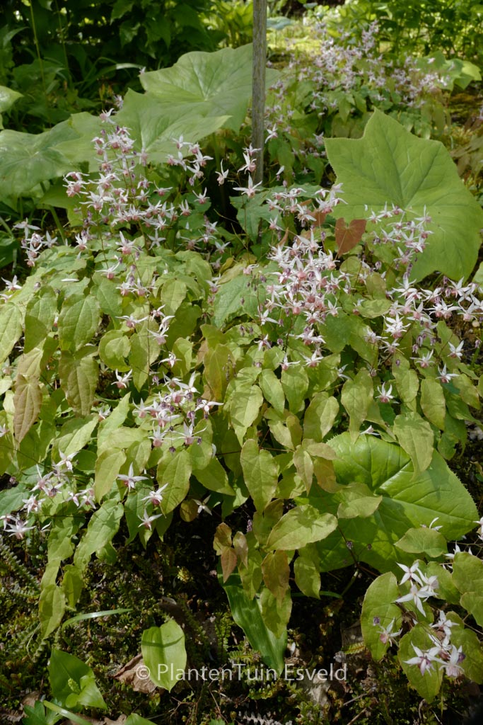 Epimedium ‚Pink Elf‘