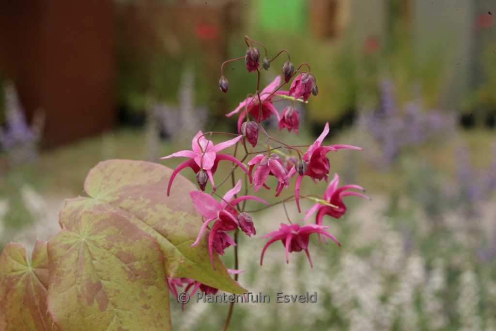 Epimedium ‚Royal Purple‘