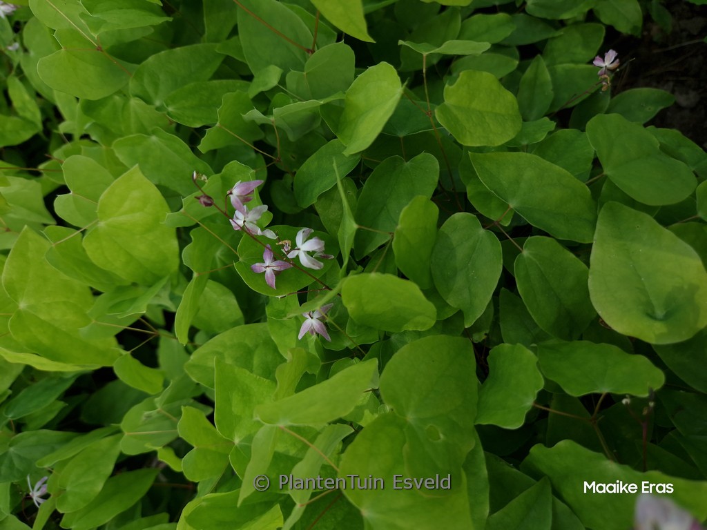 Epimedium ‚Sasaki‘