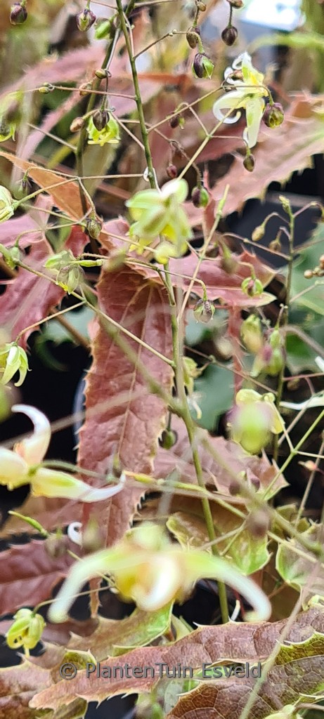 Epimedium ‚Spine Tingler‘
