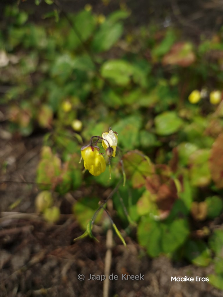 Epimedium ‚Sunny and Share‘