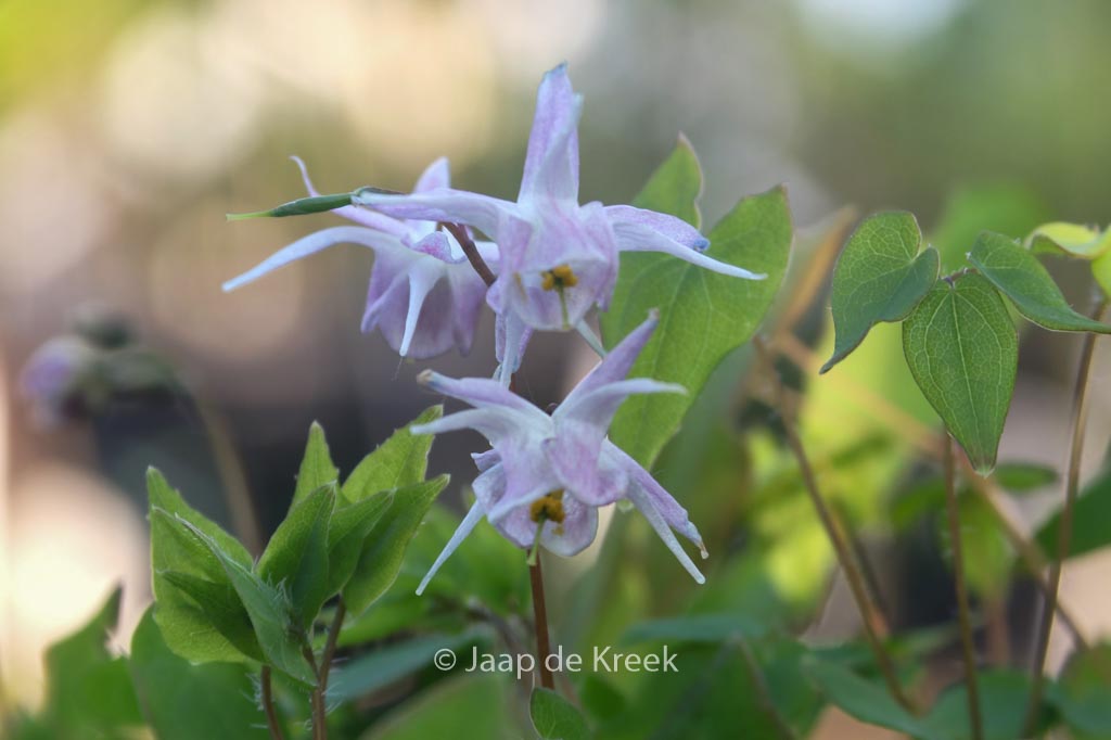 Epimedium grandiflorum ‚Akebono‘