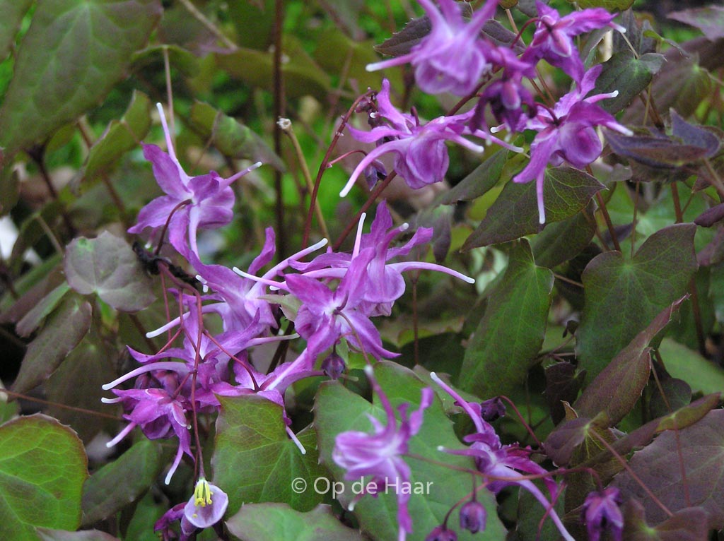 Epimedium grandiflorum ‚Lilafee‘