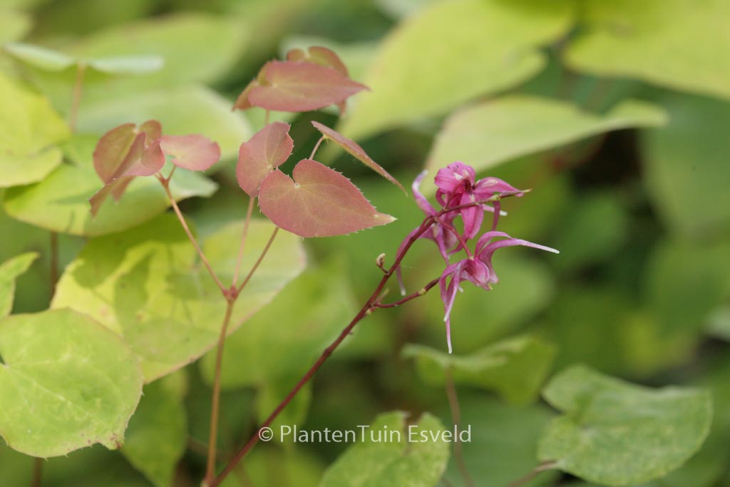 Epimedium grandiflorum ‚Rose Queen‘