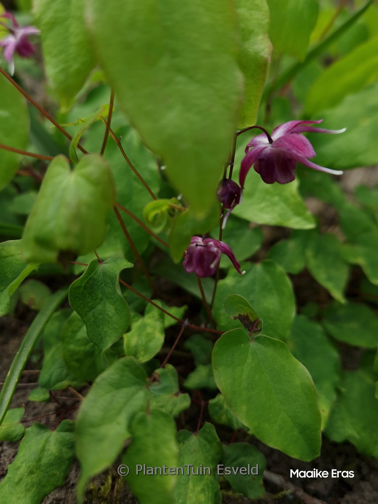 Epimedium grandiflorum ‚Rubinkrone‘