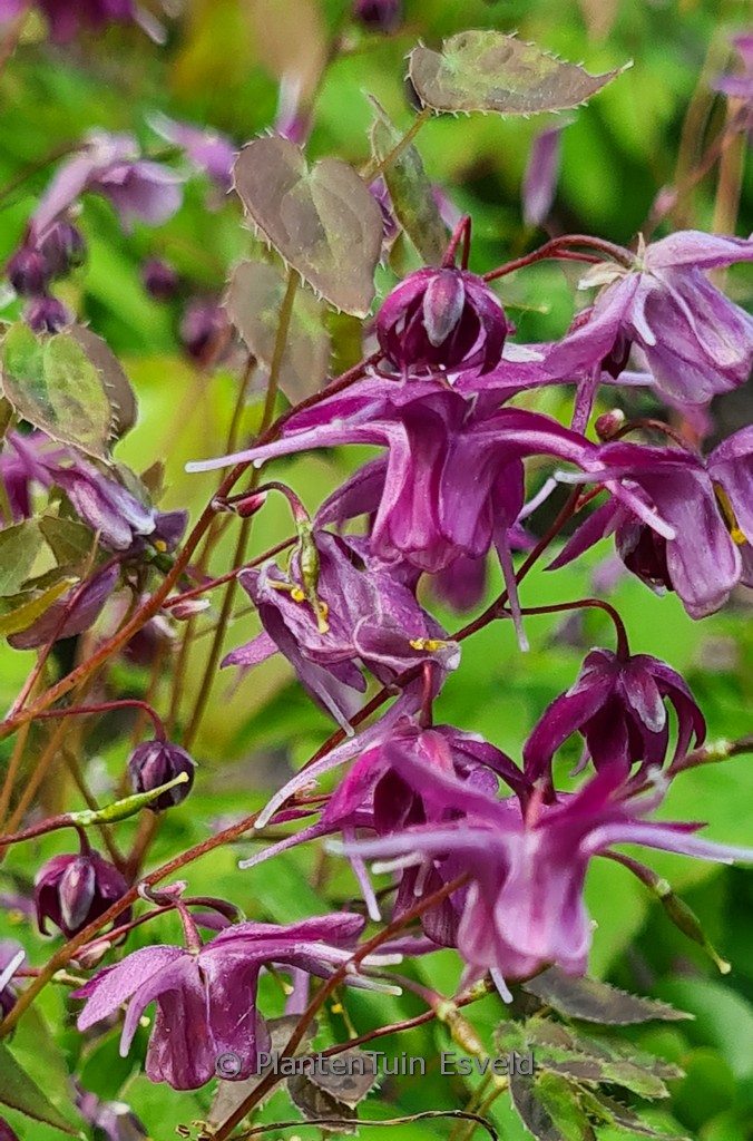 Epimedium grandiflorum ‚Shiho‘