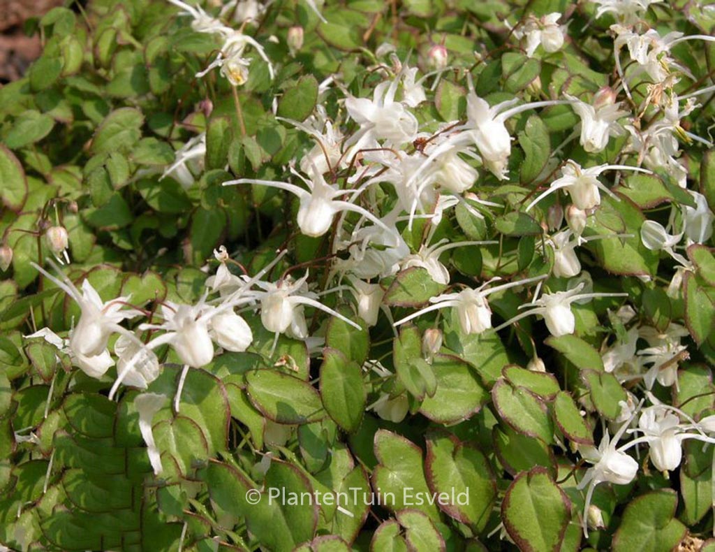 Epimedium grandiflorum