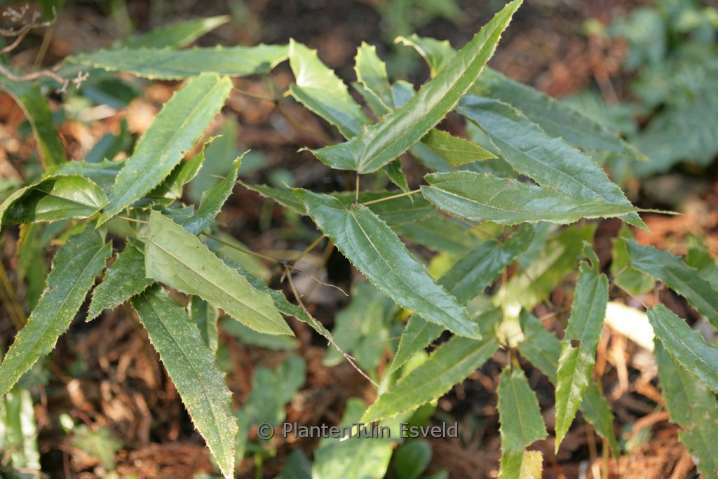 Epimedium lishihchenii