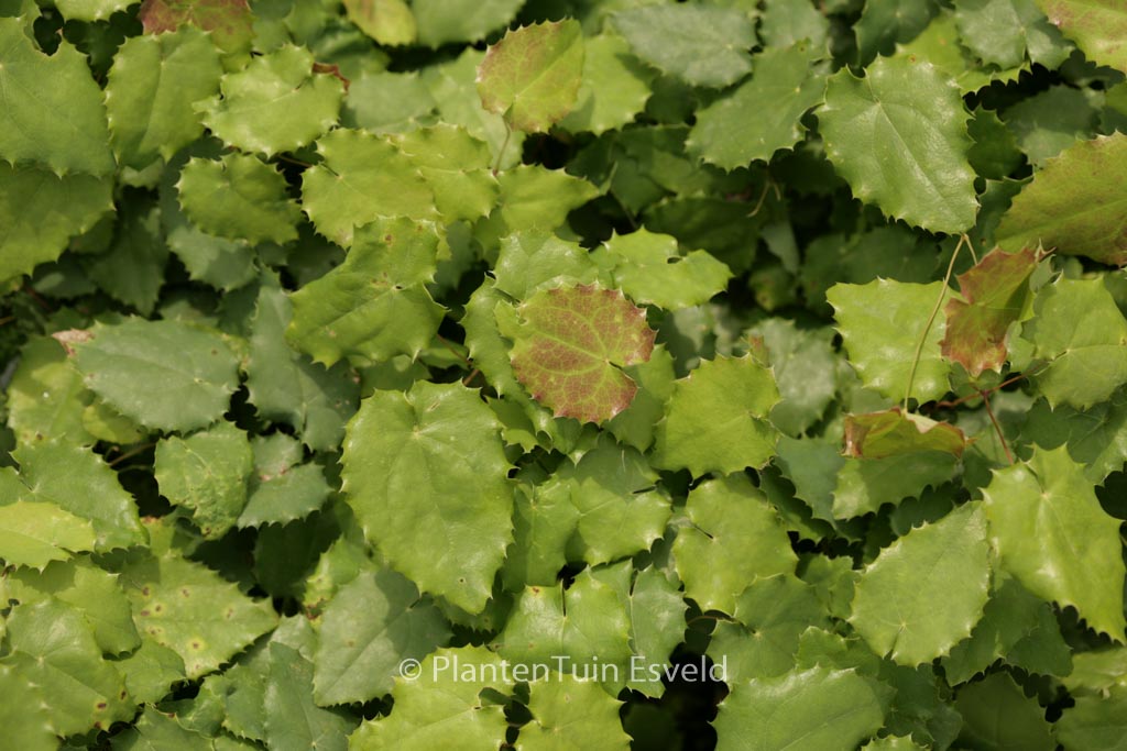Epimedium pauciflorum