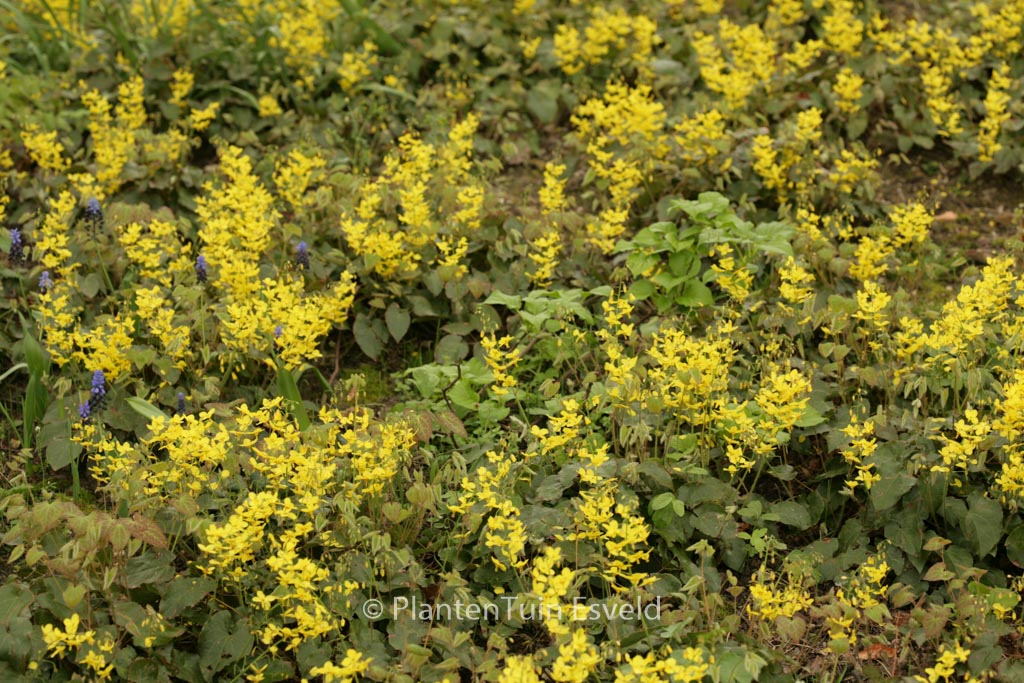 Epimedium perralchicum ‚Frohnleiten‘