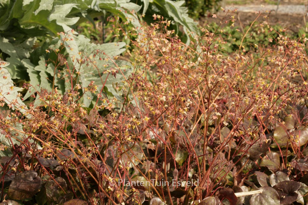 Epimedium pinnatum ‚Black Sea‘