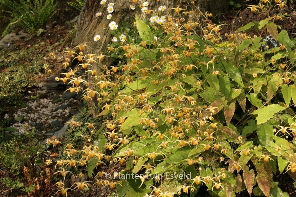 Epimedium pubigerum ‚Orangekoenigin‘
