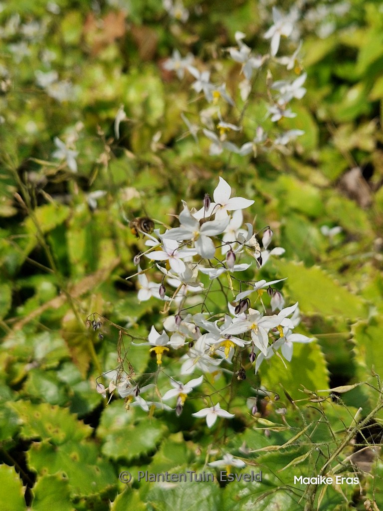 Epimedium stellatum ‚Long Leaf Form‘