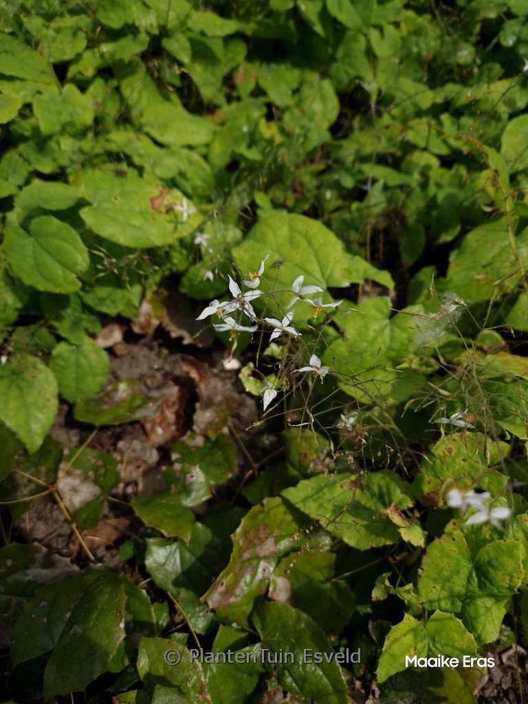 Epimedium stellulatum ‚Wudang Star‘