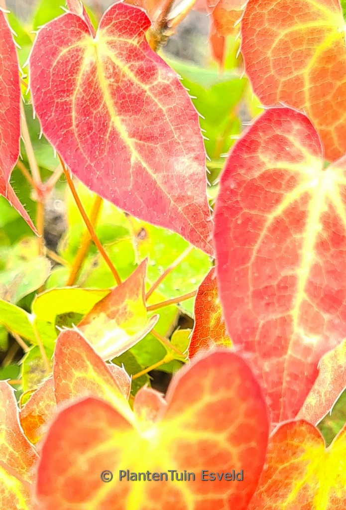 Epimedium versicolor ‚Cupreum‘