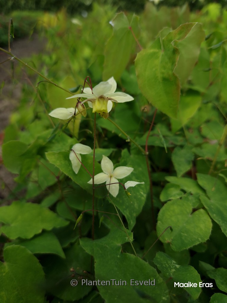 Epimedium versicolor ‚Neosulphureum‘