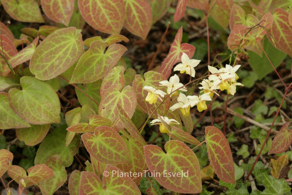 Epimedium versicolor ‚Sulphureum‘