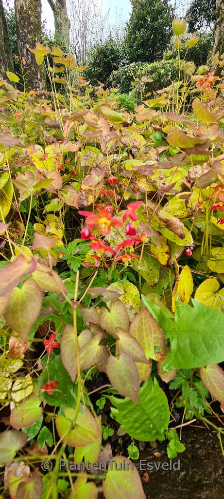 Epimedium warleyense