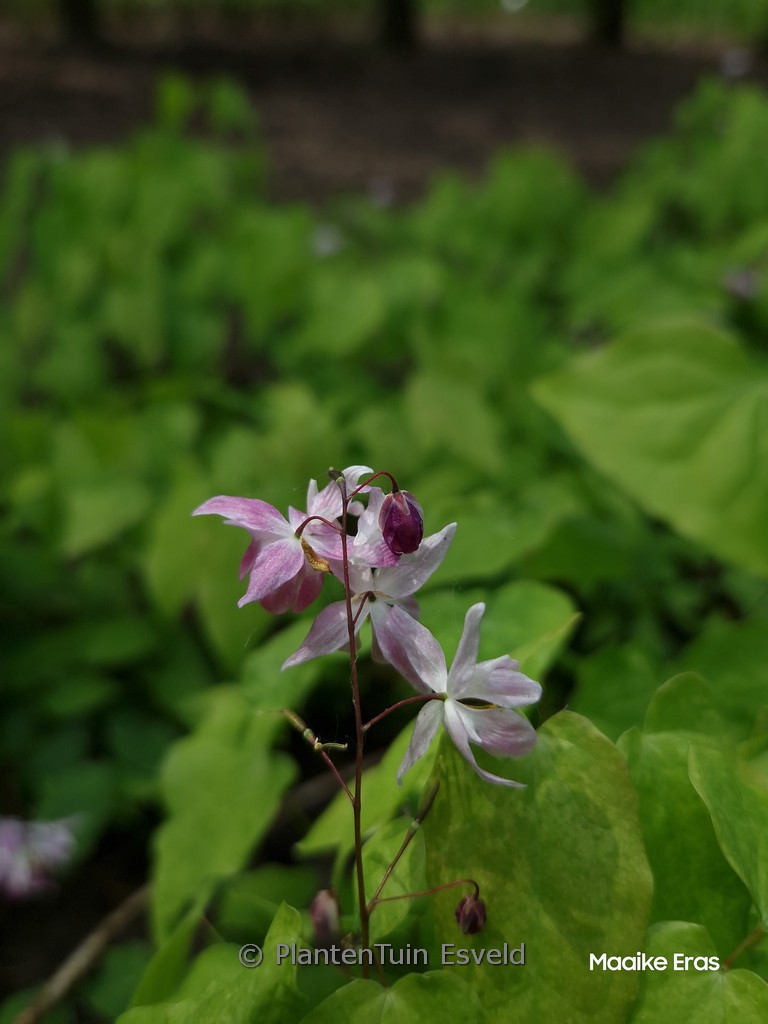 Epimedium youngianum ‚Merlin‘