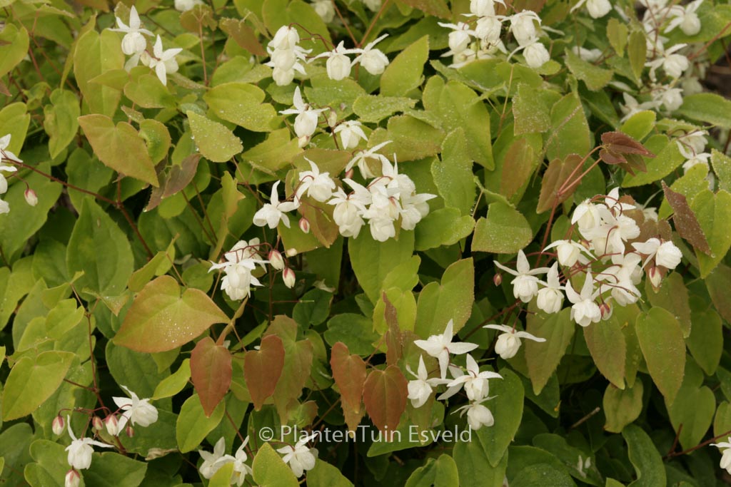 Epimedium youngianum ‚Niveum‘