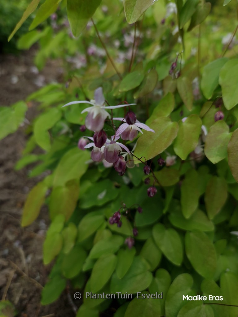 Epimedium youngianum ‚Roseum‘