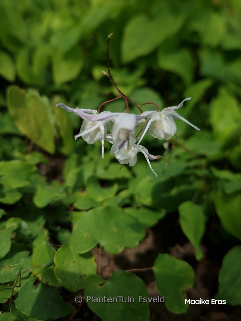 Epimedium youngianum ‚Yenomoto‘