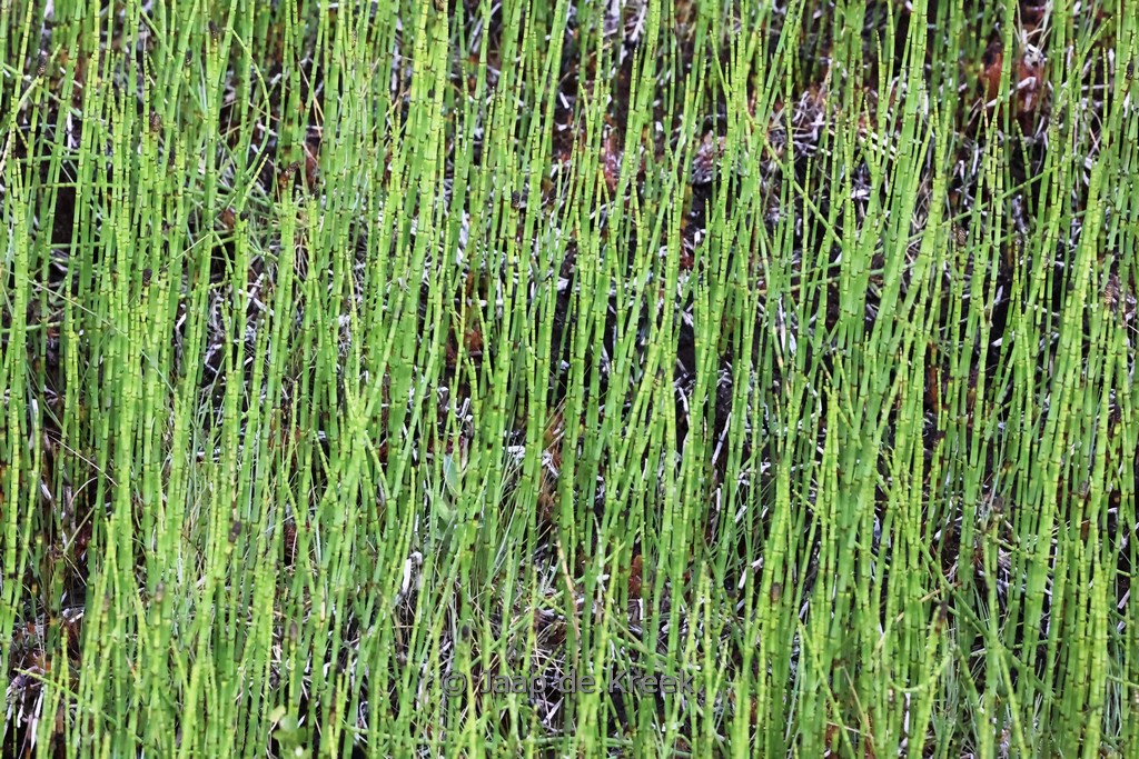 Equisetum hyemale