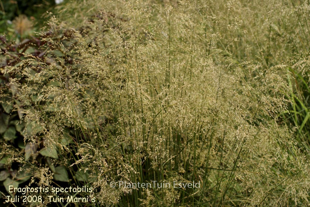 Eragrostis spectabilis
