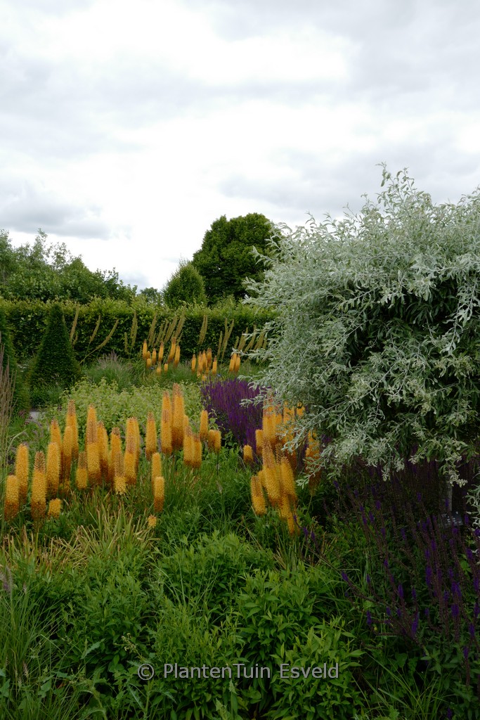 Eremurus stenophyllus