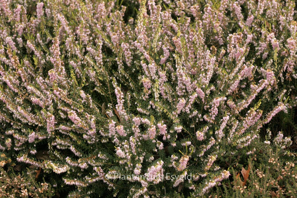 Erica darleyensis ‚Darley Dale‘