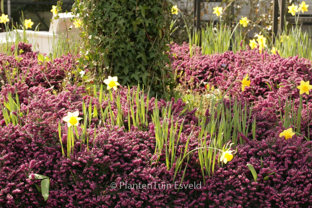 Erica darleyensis ‚Kramer’s Rote‘