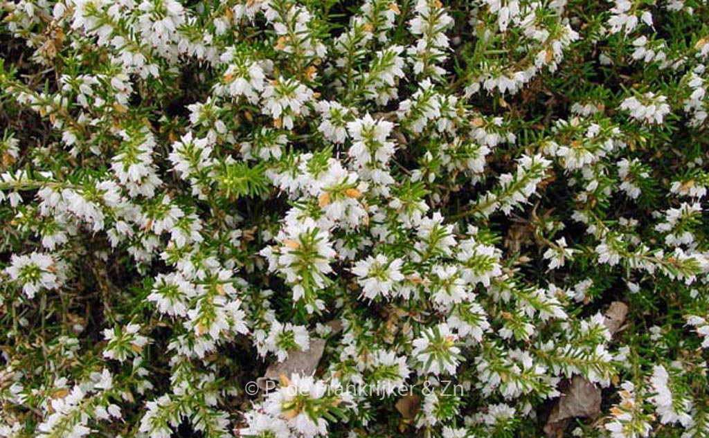 Erica darleyensis ‚White Perfection‘