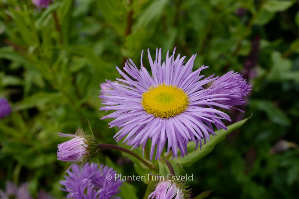 Erigeron ‚Azure Beauty‘
