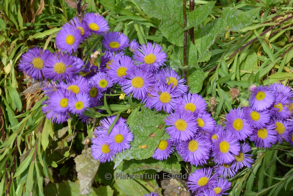 Erigeron ‚Dunkelste Aller‘