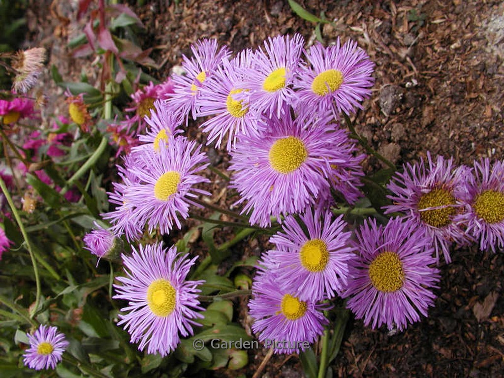 Erigeron ‚Mrs. E.H. Beale‘